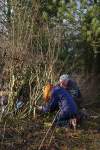 SACV – Alderley Edge hedgelaying 13-01-2013&nbsp;12-21-32