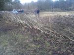 SACV – Alderley Edge hedgelaying 13-01-2013&nbsp;14-47-23