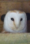 Barn owl