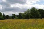 Buttercups at Hare&nbsp;Hill