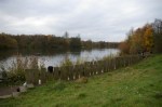 After clearing self-seeded trees at lake&nbsp;edge