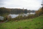 Clearing self-seeded trees at lake&nbsp;edge