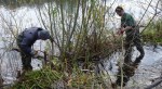 Management of an overgrown willow&nbsp;groyne
