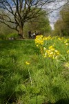 Cowslips and SACV volunteers at&nbsp;work