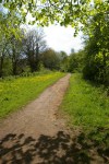 The widened path and&nbsp;cowslips