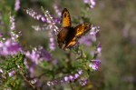 Gatekeeper butterfly on heather&nbsp;2
