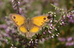 Gatekeeper butterfly on heather&nbsp;3