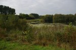 Volunteer at work in the reed&nbsp;beds