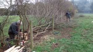 SACV hedgelaying at Alderley Edge