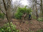 Clearing the rhododendrons