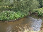 Himalayan balsam and Japanese knotweed on the&nbsp;Bollin