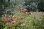 Seeds of common&nbsp;hogweed
