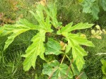 Young giant hogweed (Heracleum&nbsp;mantegazzianum)