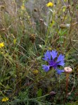 Cornflower and corn&nbsp;marigolds