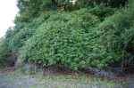 Rhododendrons before clearing
