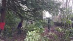 Volunteers clearing rhododendron&nbsp;1