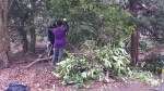Volunteers clearing rhododendron&nbsp;3