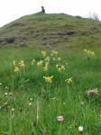 Cowslips