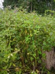 2016-07-10 Himalayan balsam at Birch Farm Ponds&nbsp;1