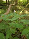 Himalayan balsam in the&nbsp;woods