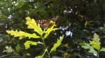 Speckled wood butterfly