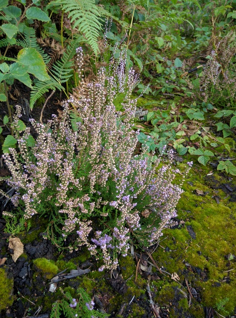 Flowering heather