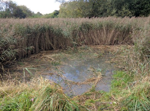 Pond clearance in progress