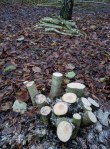 a-coppiced-tree
