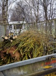 Cut willow in trailer