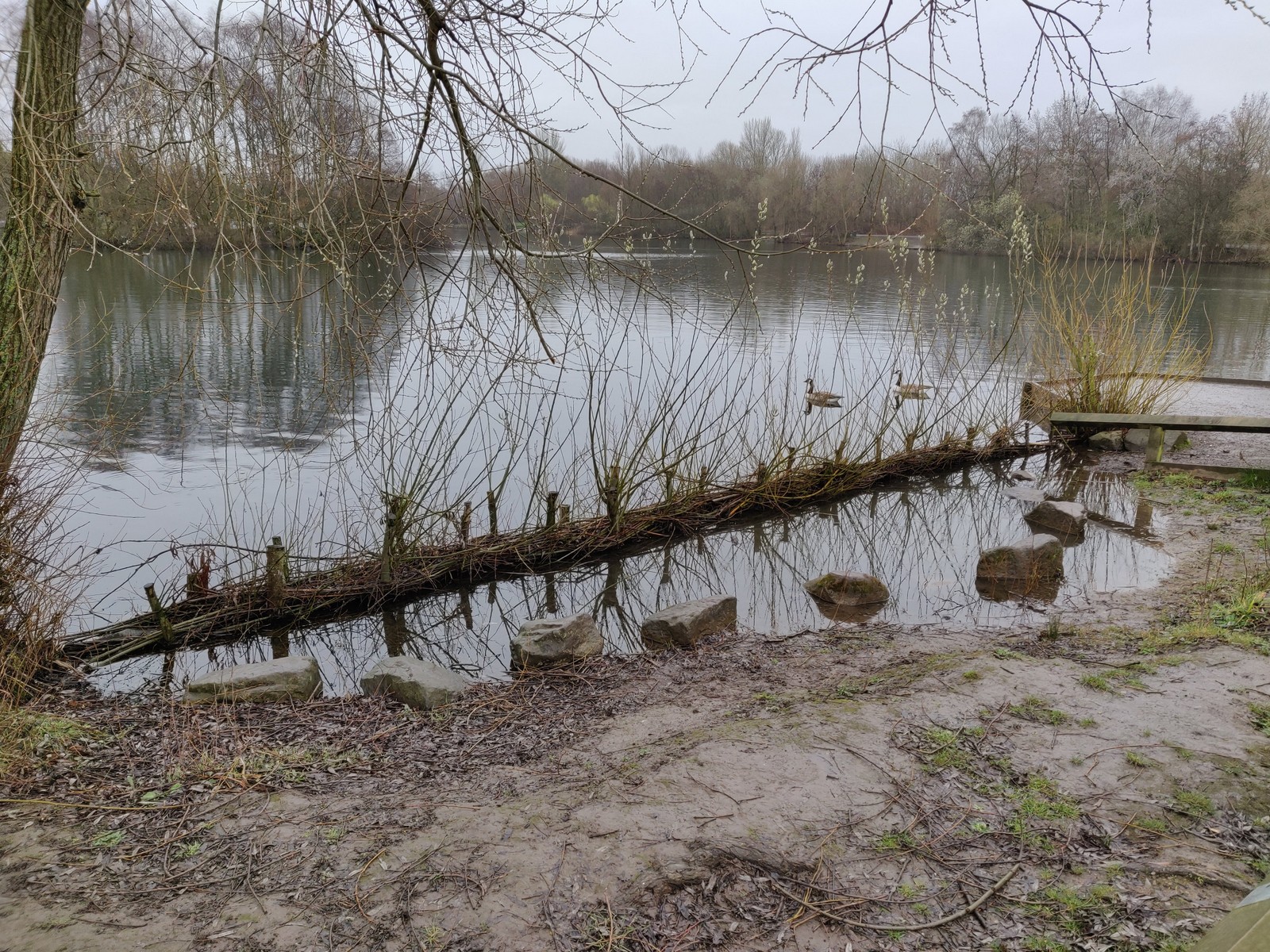 Established willow groyne