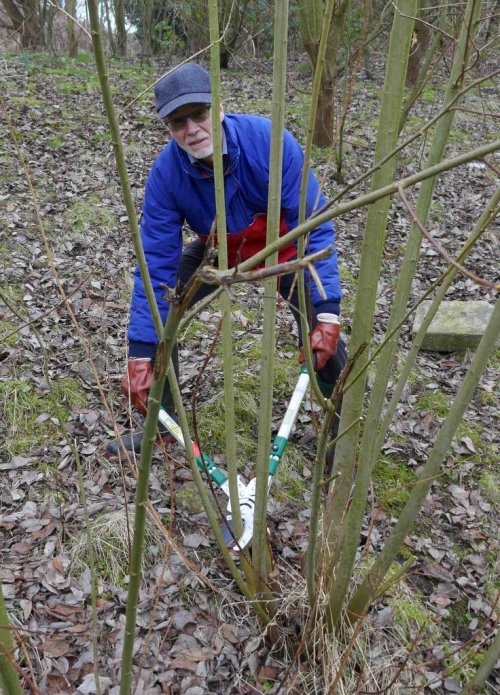 Cutting willow