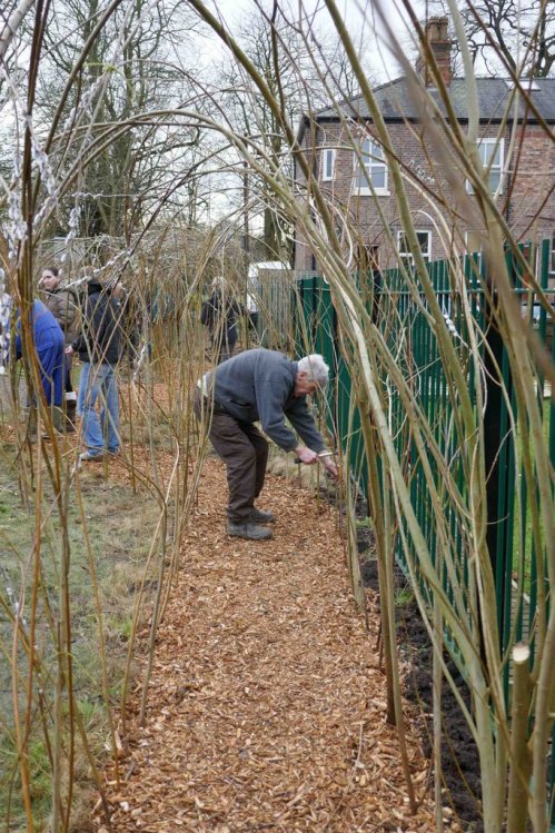 Willow tunnel in progress