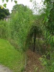 Willow tunnel and dome growing&nbsp;well
