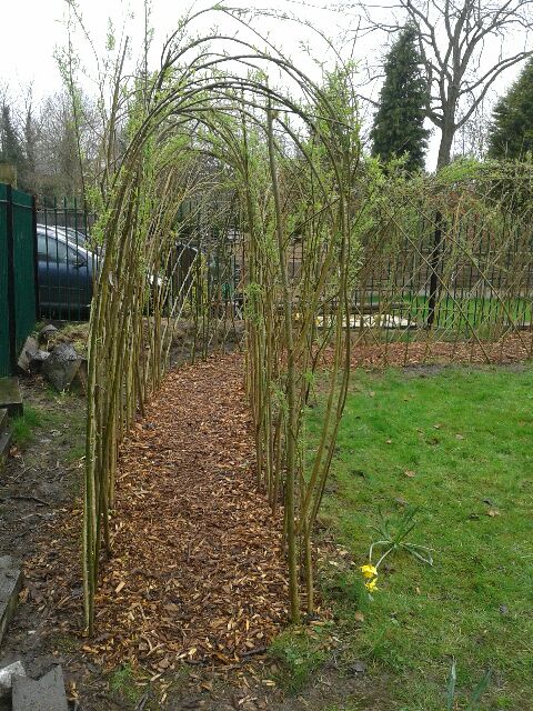 Completed willow arch and path
