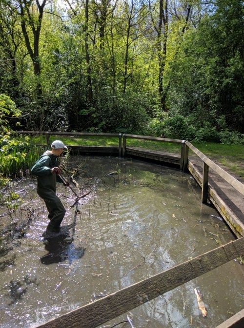 Volunteer clearing debris from pond