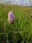 Common spotted orchid
