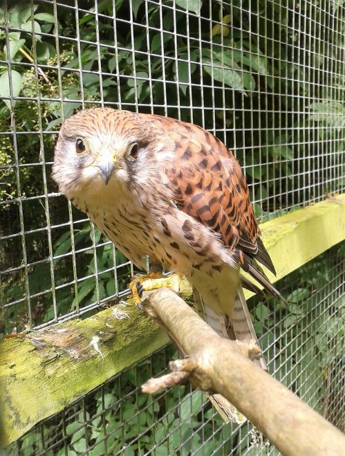 Kestrel at Lower Moss Wood