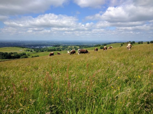 Longhorn cattle grazing