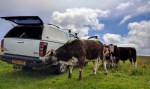 Longhorn cattle inspect the&nbsp;vehicle