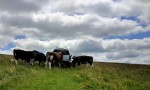 Longhorn cattle inspect the&nbsp;vehicle