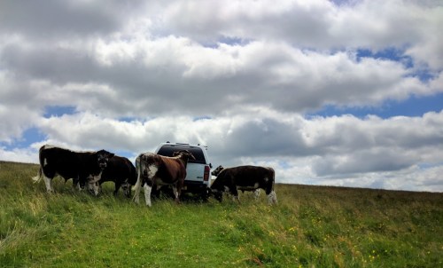 Longhorn cattle inspect the vehicle