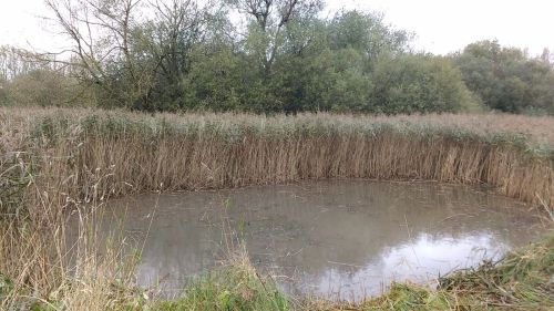 A cleared area in the pond