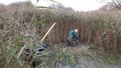Volunteers at work in the pond