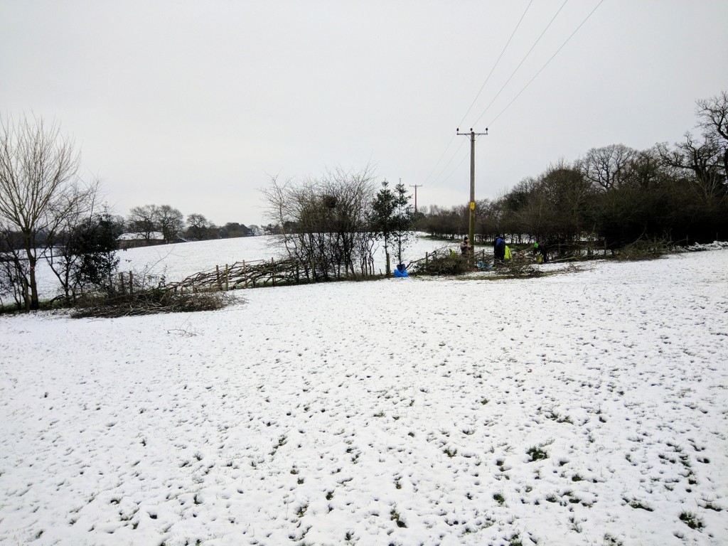 SACV hedgelaying at Alderley Edge