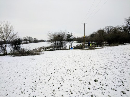 SACV hedgelaying at Alderley Edge