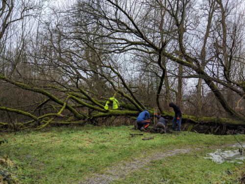 Volunteers - working on removing fence