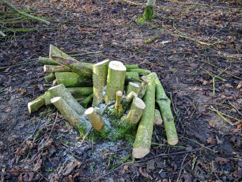 Coppiced hazel