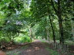 Path and recently planted hawthorn&nbsp;hedge