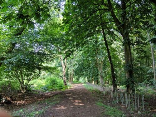 Path and recently planted hawthorn hedge