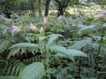 Himalayan balsam developing&nbsp;seed